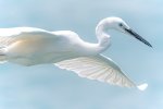 white-heron-2680486_1920_michel_kwan_-pixabay.jpg